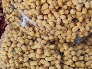 خرید رطب مضافتی