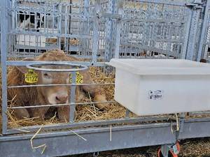 خرید  وقیمت باکس نگهداری گوساله در کرج