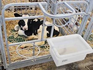 خرید  وقیمت باکس نگهداری گوساله در کرج