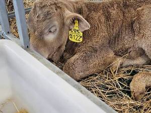 خرید  وقیمت باکس نگهداری گوساله در کرج