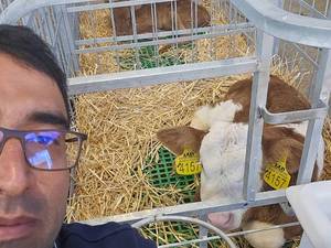 خرید  وقیمت باکس نگهداری گوساله در کرج