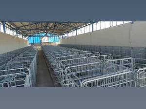 قیمت باکس نگهداری گوساله در تهران