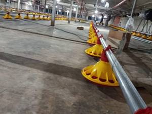 تولید فروش دانخوری بشقابی