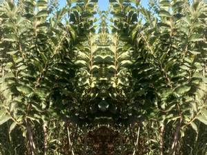 تولید کنده نهال نارون شصتی