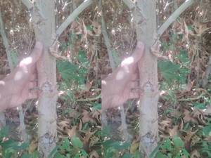 پیش‌ فروش انواع نهال بادام دوساله با کیفیت عالی