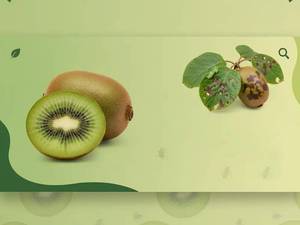 جزوه آفات کیوی