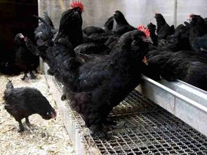 مرغ سیاه مرندی