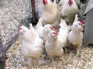 مرغ سیاه مرندی