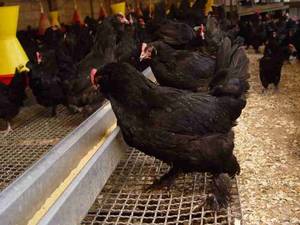 خدمات نوین و اصلی مزرعه