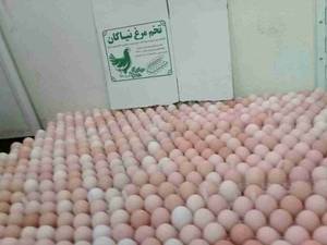 خدمات نوین و اصلی مزرعه