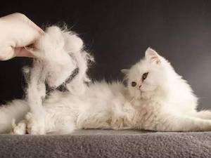 فروش محصولات جلوگیری از ریزش مو گربه در شهریار