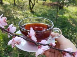 چای قلم درشت بهاره در گیلان