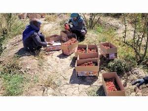 تولید و فروش زرشک پفکی صادراتی