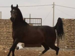 مرکز تخصصی نگهداری و پانسیون اسب در رفسنجان