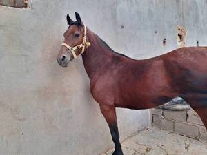 تعلیم و پروش اسب در رفسنجان