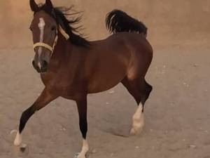 مرکز خدمات نگه داری اسب در رفسنجان