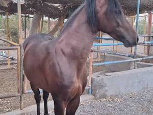 پرورش اسب اصیل نژاد کرد طوژی بابایی