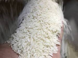 خرید و قیمت برنج درجه یک شمال در بابل