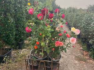 گل رز رونده عمده در مشهد 