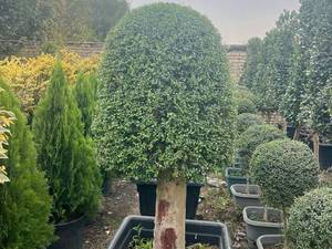  خرید درختچه مورت در مشهد