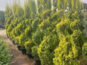 تولید و فروش کاج لاوسون در مشهد