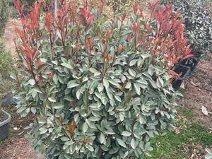  خرید درخت فوتونیا در مشهد