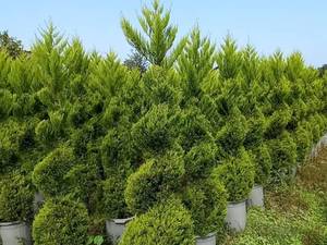 فروش انواع گیاهان آپارتمانی و بیرونی