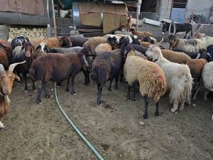 مرکز فروش بره افشاری در اصفهان