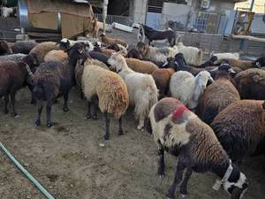 مرکز فروش بره افشاری در اصفهان