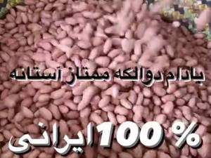 پخش عمده بادام زمینی تازه در رشت