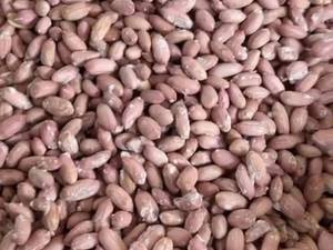 فروش عمده بادام زمینی ممتاز آستانه اشرفیه
