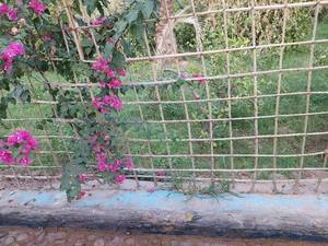 اجاره بومگردی کرمان