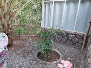 اجاره بومگردی کرمان