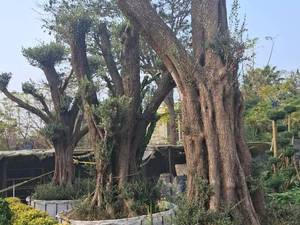 فروش درختچه زیتون تزیینی در نوشهر مازندران