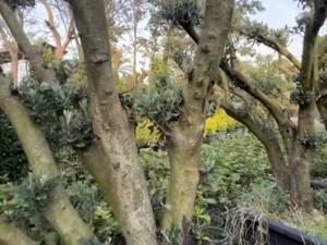 فروش درخت زیتون بالغ و کهنسال در نوشهر