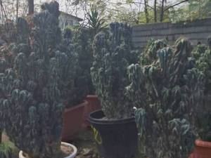 قیمت گیاه آپارتمانی کاکتوس صخره‌ای نوشهر