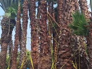 فروش پالم واشنگتن تنه بزرگ گلدانی نوشهر