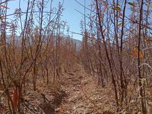 نهال بادام مامایی اصلاح شده در شیراز