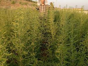 فروش نهال بادام دیرگل اصفهان