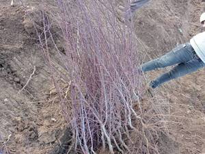 قیمت نهال بادام آذر خوشه ای در اقلید