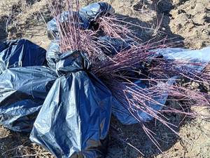 قیمت نهال بادام آذر خوشه ای در اقلید