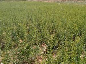 قیمت نهال بادام خوشه ای دیرگل در تبریز