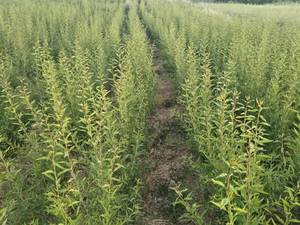 قیمت نهال بادام خوشه ای دیرگل در تبریز