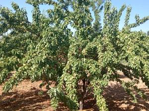 قیمت نهال بادام خوشه ای دیرگل در تبریز