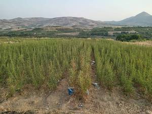 قیمت نهال بادام خوشه ای دیرگل در تبریز