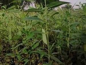 تولید و فروش نهال اکلیبتوس در دزفول