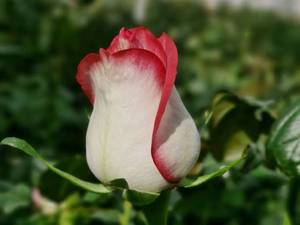 فروش عمده گل رز در مشهد