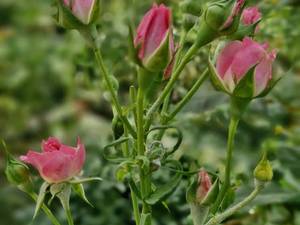 فروش عمده گل رز مینیاتوری صورتی در مشهد