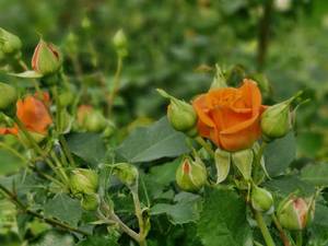 فروش گل رز مینیاتوری نارنجی در خراسان شمالی