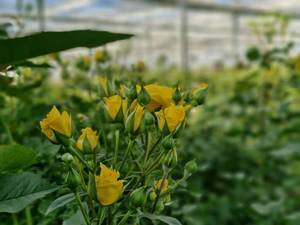 فروش گل رز زرد طبیعی در بیرجند